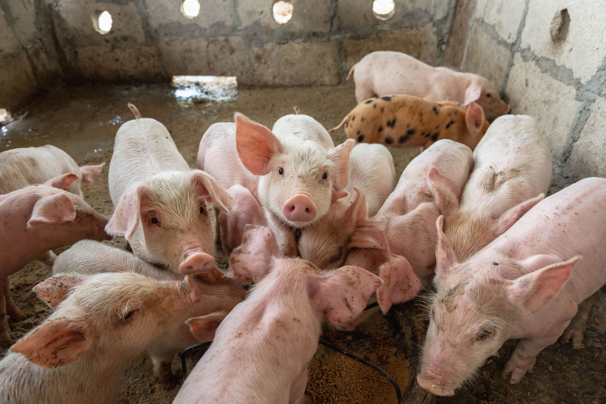 group-of-pigs