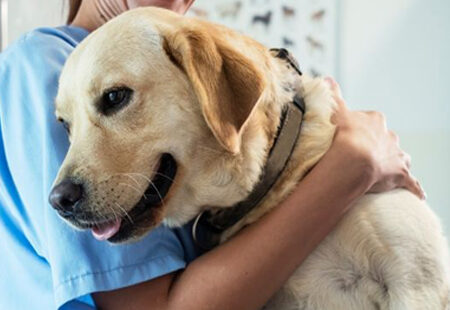 A big happy dog with a vet