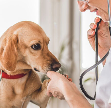 A dog one hand on vet hand