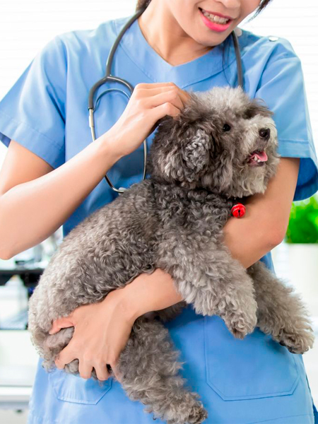 A vet is holding a dog