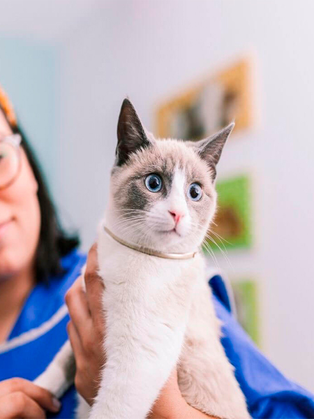 A cut cat with a vet