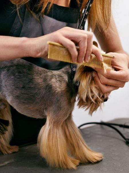 A vet comb a dog hairs