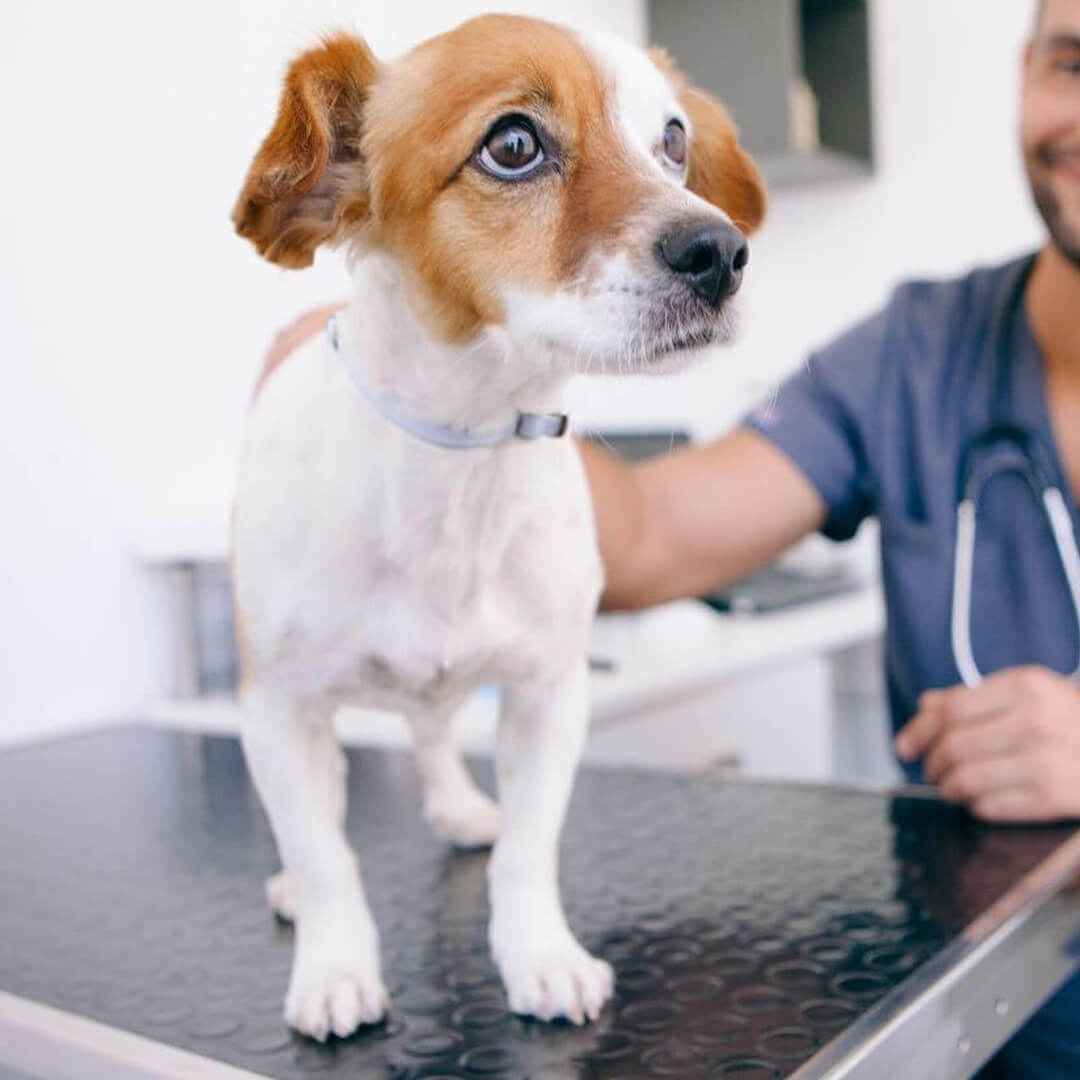 A vet examines a dog
