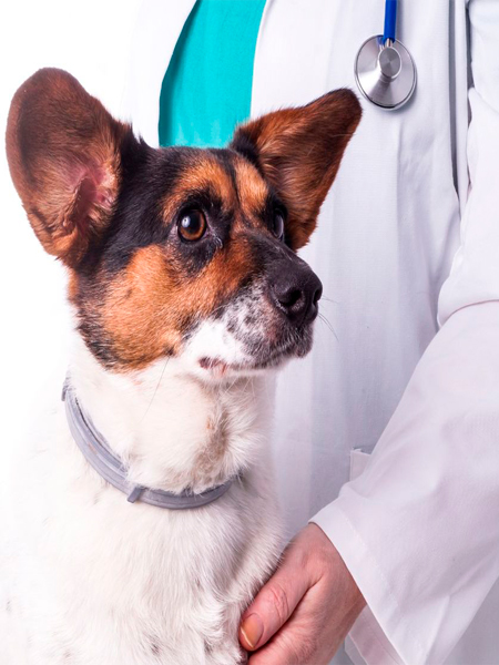 A vet examines a dog