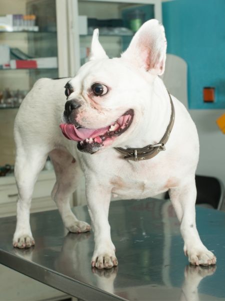 A white dog in vet office