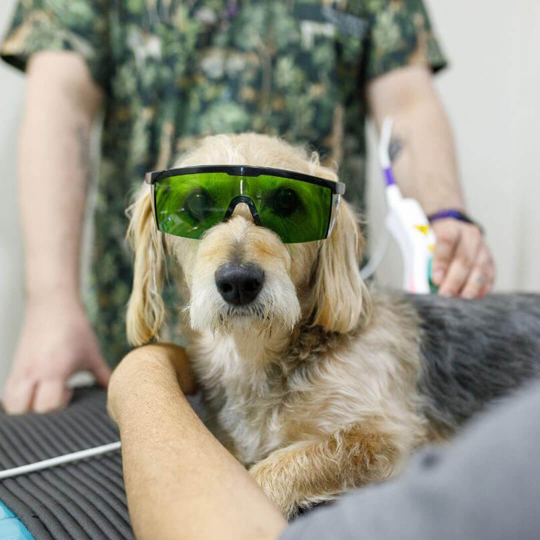 Dog Laser Treatment