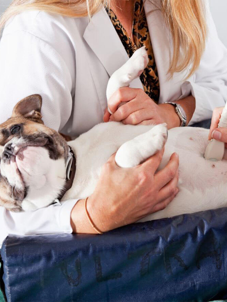 Dog ultrasound