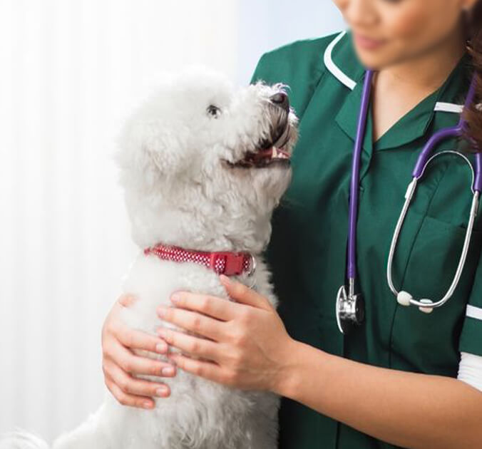 A woman in green scrubs gently holds a white dog in her arms