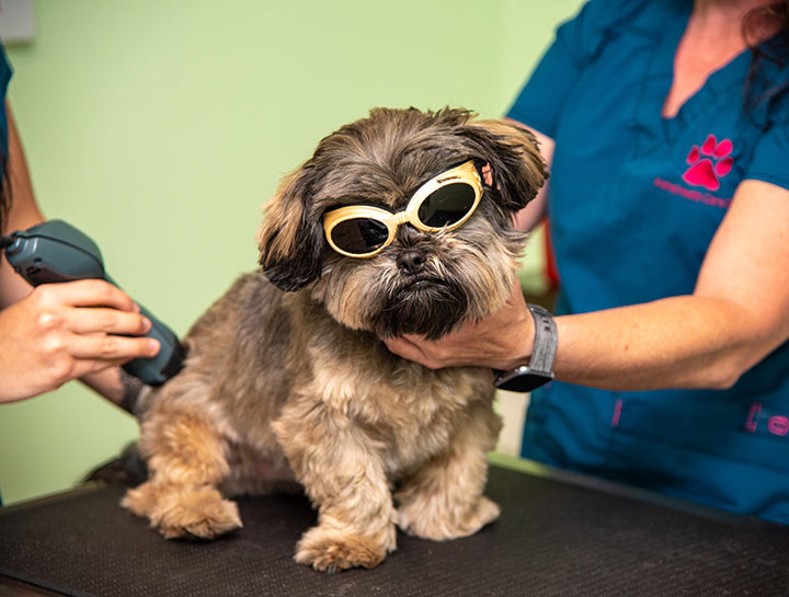 Dog Laser Treatment