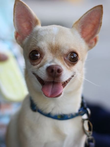 Cute puppy
