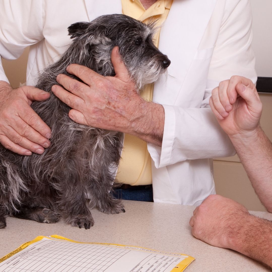 Pet Vaccine
