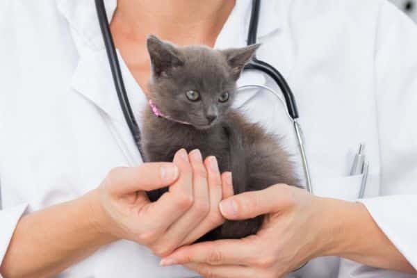 Pet Counseling