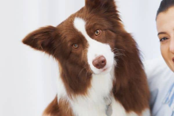 Pet Health Exam