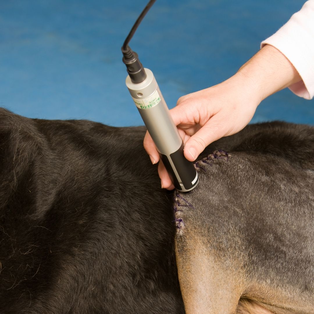Pet Laser Therapy