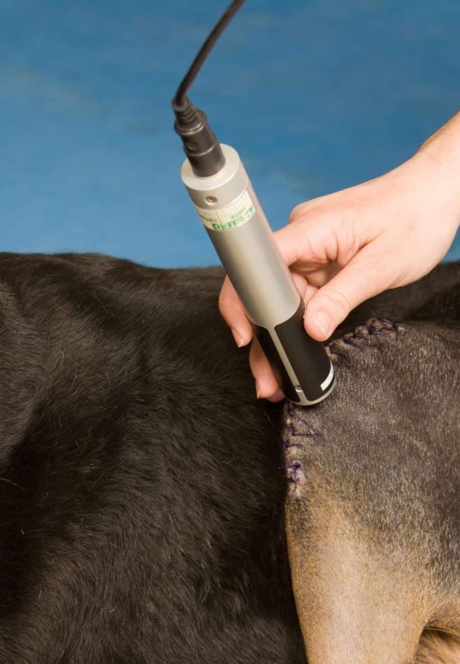 Pet Laser Therapy