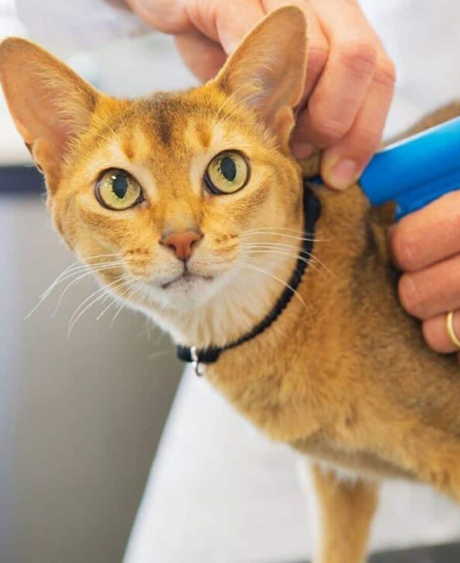 Cat Microchip