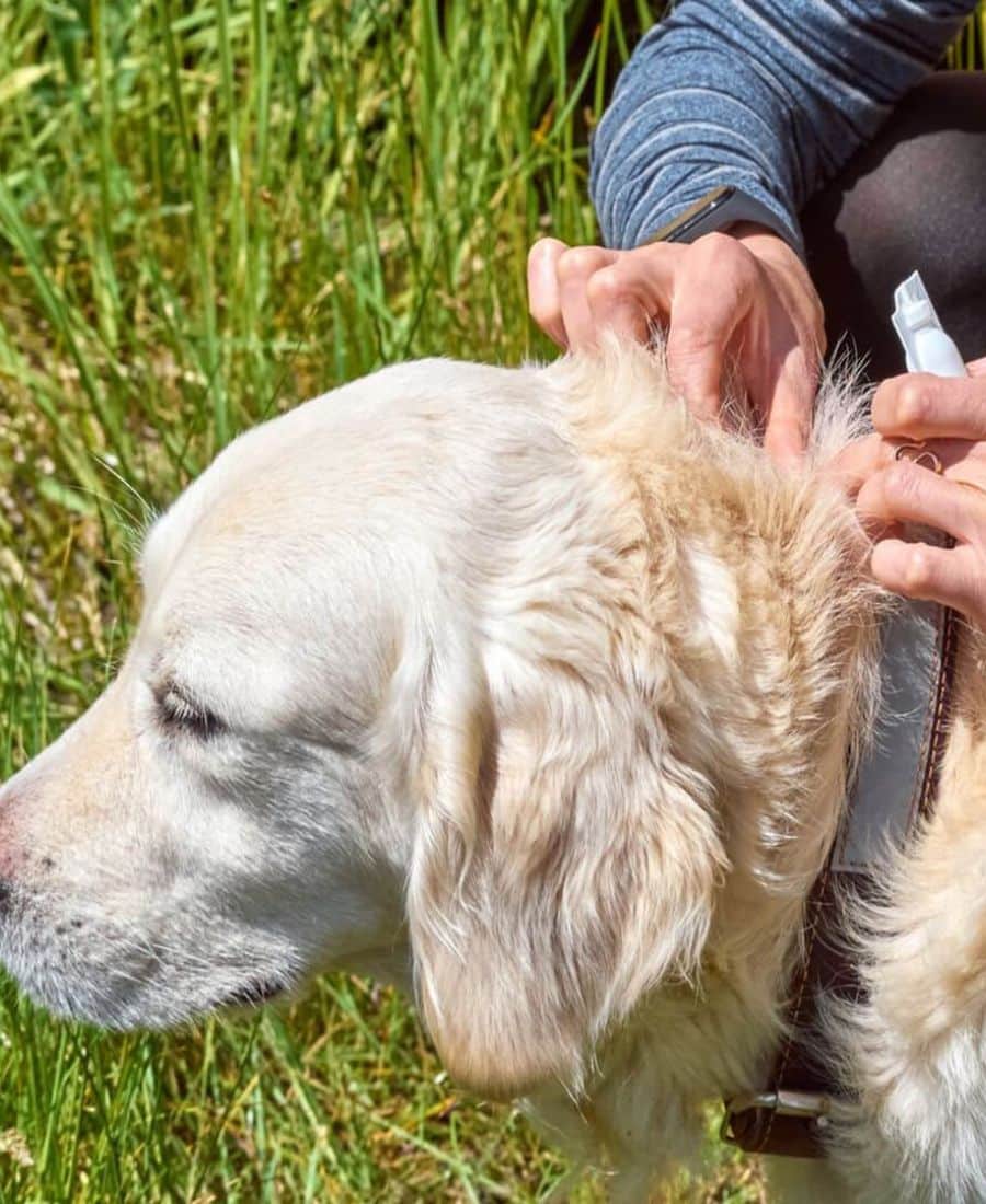 Pet Parasite Control